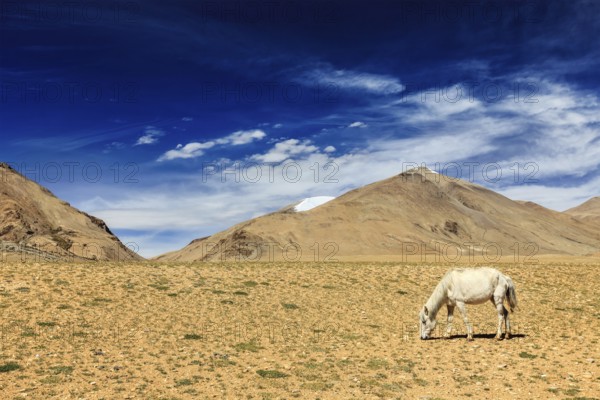 White horse grazing in Himalayas. Ladakh, Jammu and Kashmir, India, Asia