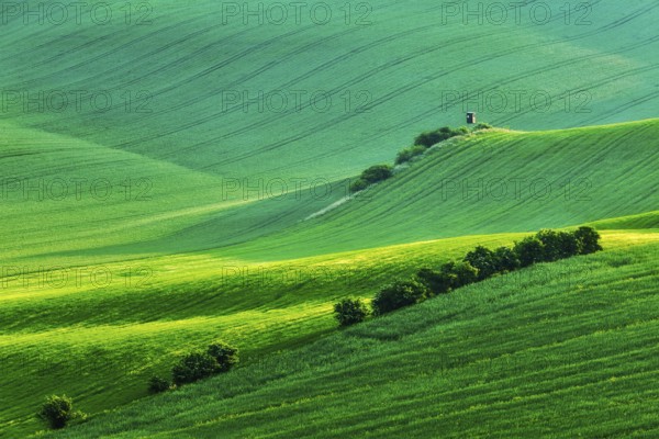 Rural Europe background, Moravian rolling landscape with hunting tower shack on sunset. Moravia, Czech Republic, Europe