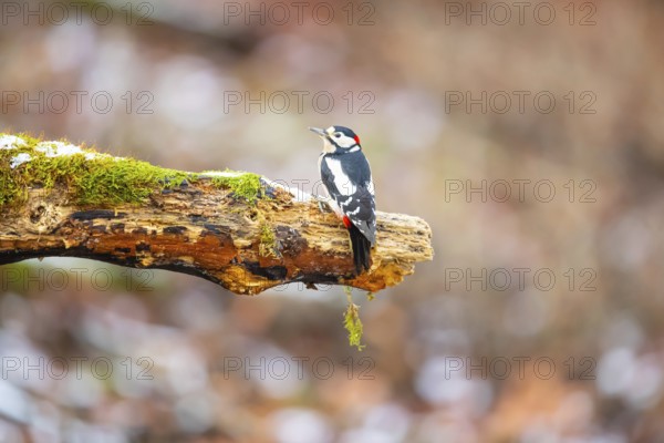 Great spotted woodpecker (Dendrocopus major) male in the snow, Germany, Europe
