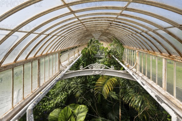 Tropical rainforest, Palm House, oldest Victorian greenhouse in the world, Royal Botanic Gardens, Kew, London, England, Great Britain
