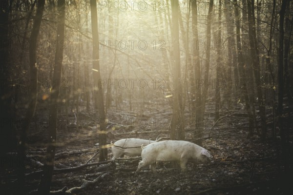 Swabian-Hall pigs in an oak forest, Iphofen, Lower Franconia, Franconia, Bavaria, Germany, Europe