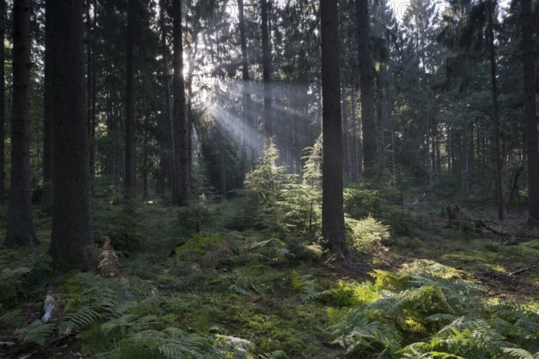 Rays of light in the common beech (Fagus sylvatica), Emsland, Lower Saxony, Germany, Europe