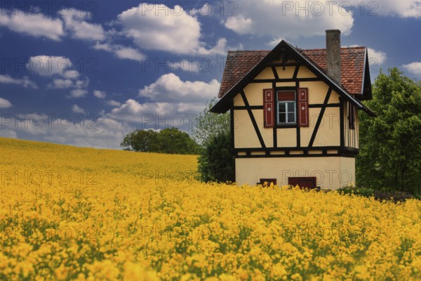 Small half-timbered house surrounded by flowering rape fields, Bamberg, Upper Franconia, Germany, Europe