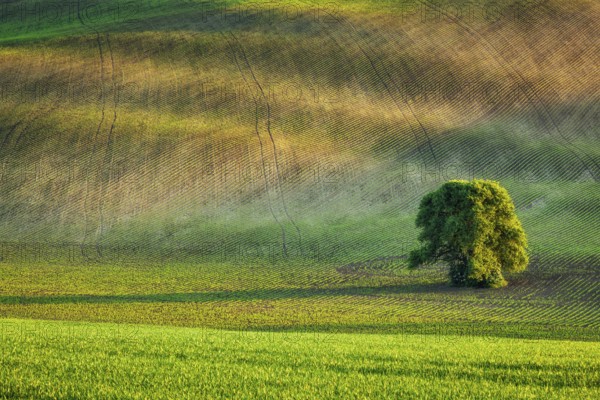 Lonely tree in rolling fields landscape of Moravia, Czech Republic, Europe