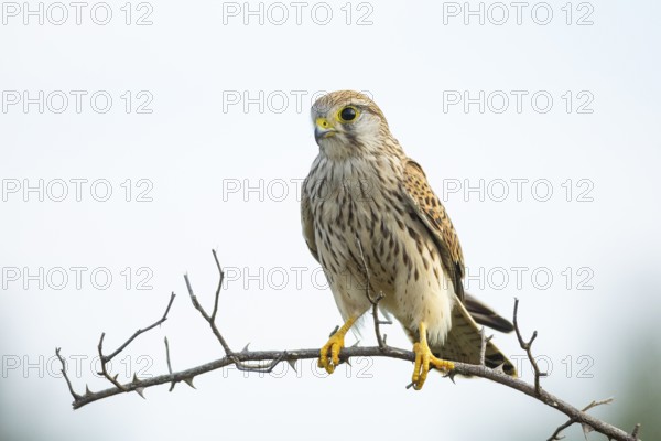 Kestrel (Falco tinnunculus) juven. Germany