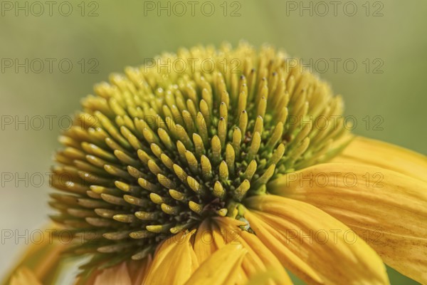 Close-up of a yellow coneflower (Echinacea flower) with prominent flower centre, Siegen, North Rhine-Westphalia, Germany, Europe