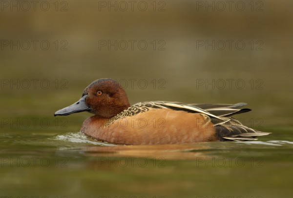Cinnamon Teal (Spatula cyanoptera) male, Texas, USA, North America