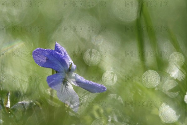 Violets with morning dew, April, Germany, Europe