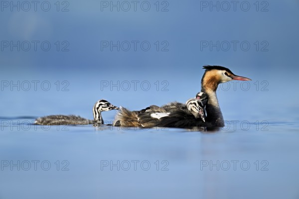Great Crested Grebe (Podiceps Scalloped ribbonfish), with chicks in plumage swimming in the water, Lake Zug, Canton Zug, Switzerland, Europe