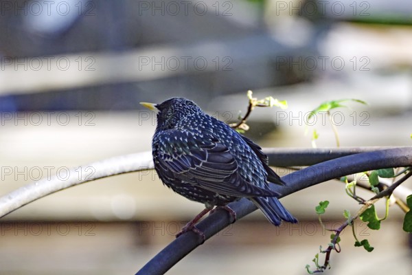 A starling sits on a branch in the sunlight, surrounded by green leaves, Braunschweig, Lower Saxony, Germany, Europe