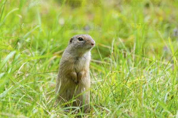 European ground squirrel (Spermophilus citellus) on a meadwo, Bavaria, Germany, Europe
