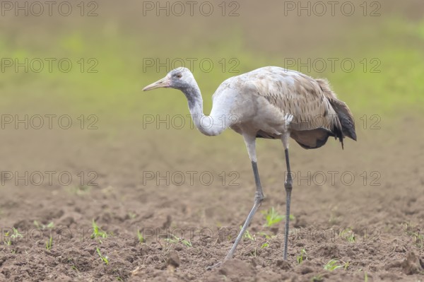 Common crane, Common crane (Grus grus) young bird standing on a field in spring, wildlife, birds, animals, Rehdener Geestmoor, Dümmer nature park Park, Lower Saxony, Germany, Europe