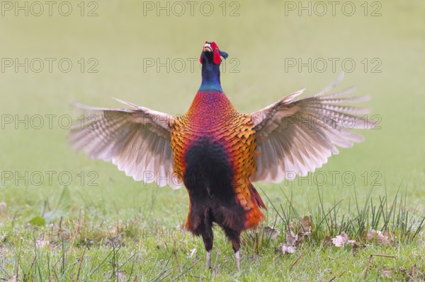 Pheasant, hunting pheasant (Phasianus colchicus), adult male bird flapping its wings in a meadow, Lembruch, wildlife, Ochsen Moor, Dümmer nature park Park, Lower Saxony, Germany, Europe