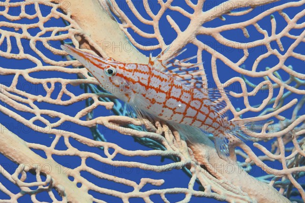 Underwater photo Close-up of longnose hawkfish (Oxycirrhites typus) sitting in fan coral (Annella mollis) horn coral gorgonian, Pacific Ocean, Yap Island, Yap State, Caroline Islands, Federated States of Micronesia FSM, Australia, Oceania