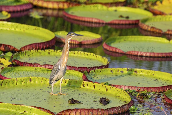 Mongrove Heron (Butorides striatus) Pantanal Brazil