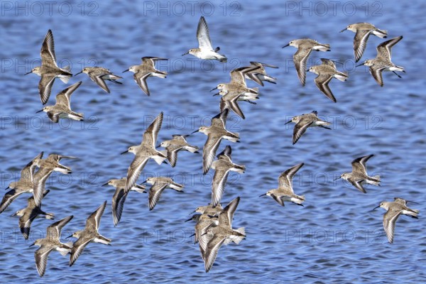 Dunlins (Calidris alpina), flock of wading birds in non-breeding plumage flying over sea water along the North Sea coast in late winter, early spring