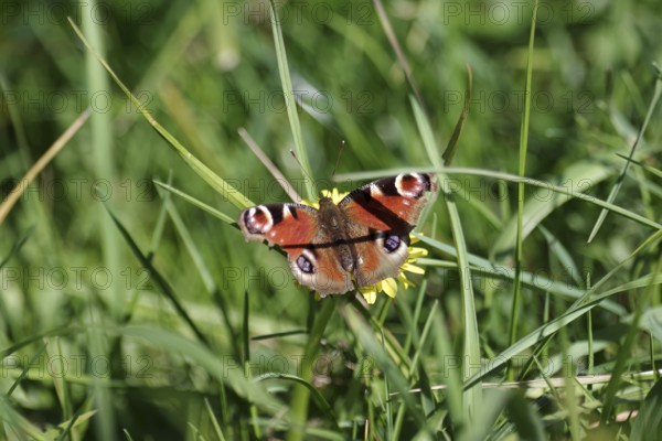 Butterfly, peacock butterfly (Aglais io), colourful, blades of grass, meadow, insect, A peacock butterfly sits hidden in the meadow. The long blades of grass cast shadows on its outstretched wings