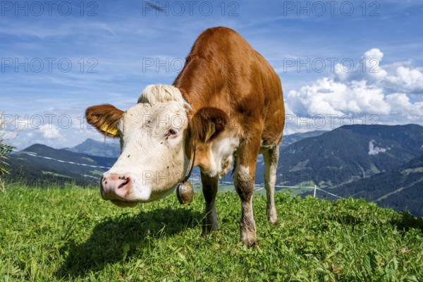 Calf (Bos primigenius taurus), cow with bell on an alpine meadow, Simmental cattle, Hochbrixen, Brixen im Thale, Tyrol, Austria, Europe