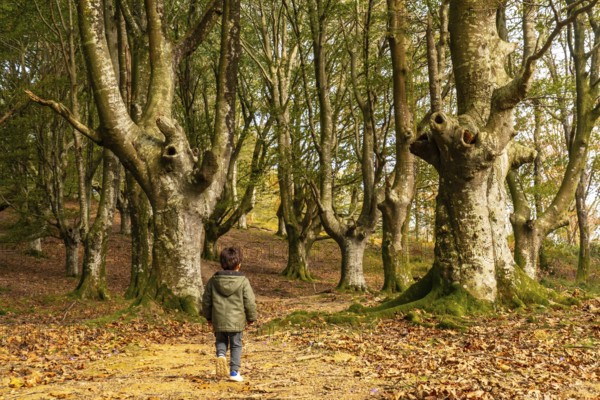 Child running and having fun in the beech forest on the Urdaburu mountain in Errenteria at sunset, Gipuzkoa. Basque Country