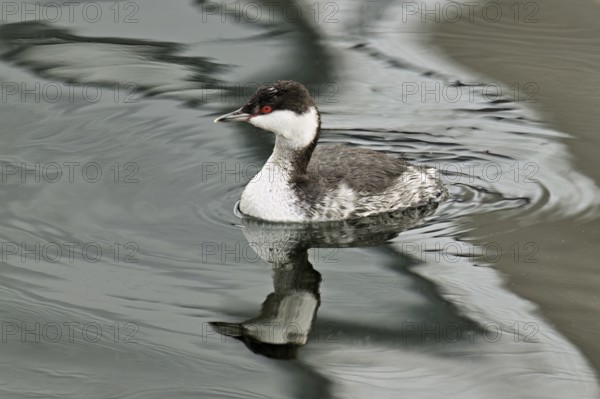 Slavonian Grebe (Podiceps auritus), adult, in adult plumage, winter plumage, swimming in Lake Zug, Switzerland, Europe