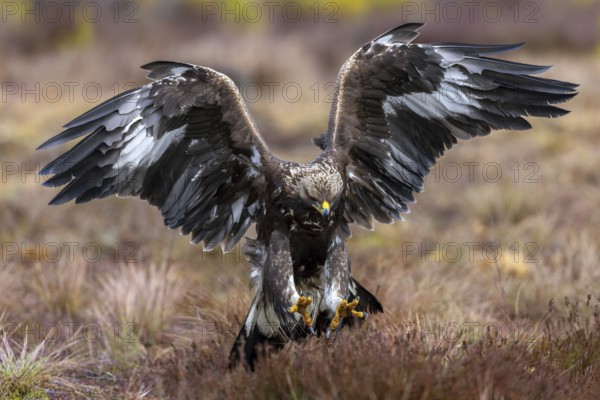 European golden eagle (Aquila chrysaetos chrysaetos) juvenile catching rodent prey with big talons in moorland, heathland