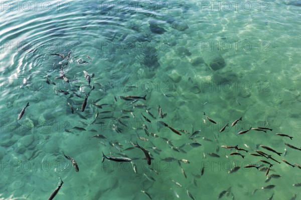 School of fish on the water surface, harbour, Caleta del Sebo, La Graciosa island, Chinijo archipelago, Spain, Europe