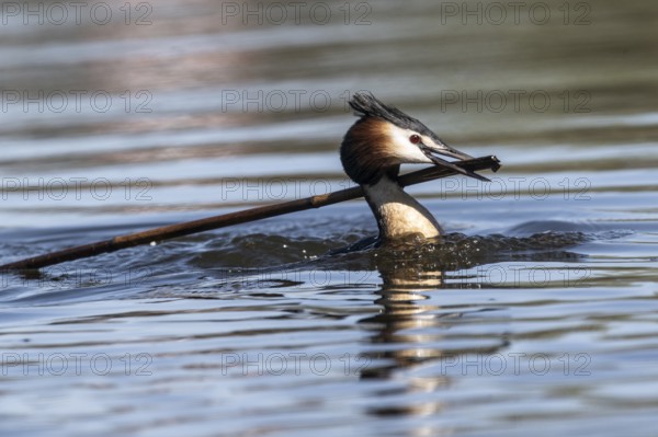 Great Crested Grebe (Podiceps cristatus), Emsland, Lower Saxony, Germany, Europe