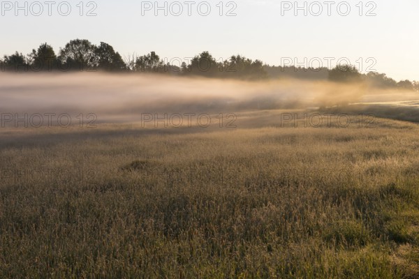 Morning fog over a meadow near Bischofswerda, Saxony, Germany, Europe