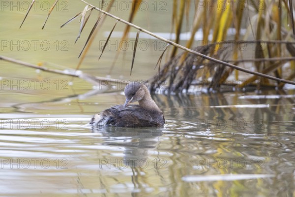Little grebe (Tachybaptus ruficollis) Germany