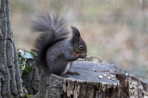 Squirrel (Sciurus vulgaris), sitting on a tree trunk and eating nuts, Vienna, Austria, Europe