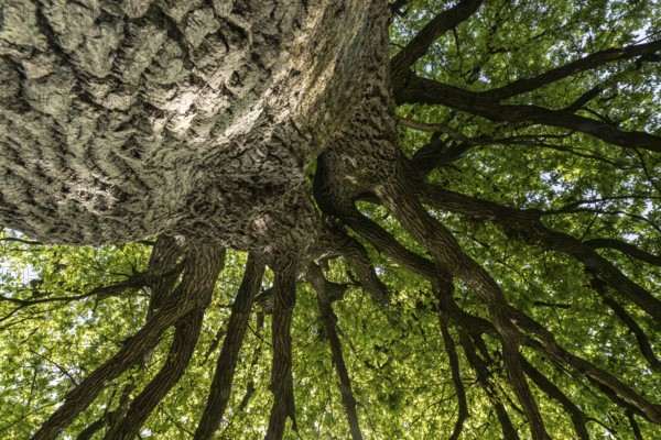 English oak (Quercus robur), hut oak, Emsland, Lower Saxony, Germany, Europe