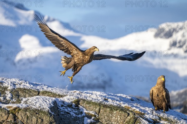 White-tailed eagle (Haliaeetus albicilla), taking off in front of a snowy mountain panorama, Lofoten, Norway, Europe