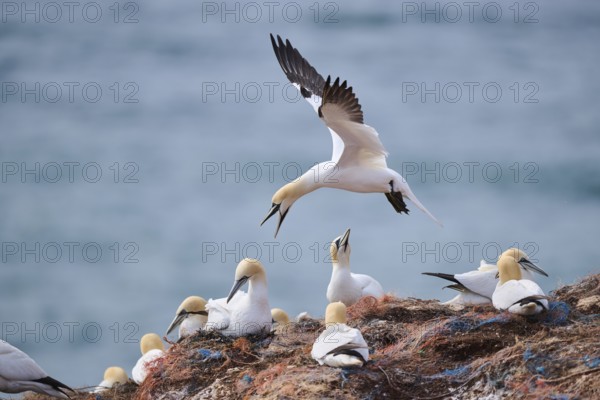 Northern gannet (Morus bassanus) flying over the colony on the cliffs while arguing, wildlife, Helgoland, Germany, Europe