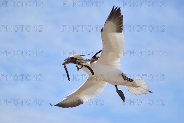 Northern gannet (Morus bassanus) flying in the sky with rivet material in the beak, wildlife, Helgoland, Germany, Europe