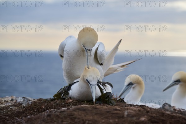 Northern gannet (Morus bassanus) couple having a love game on the cliff, wildlife, Helgoland, Germany, Europe