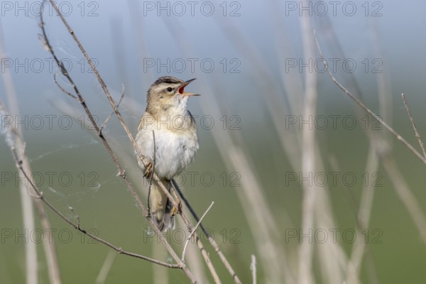 Reed Warbler (Acrocephalus schoenobaerus), Lower Saxony, Germany, Europe