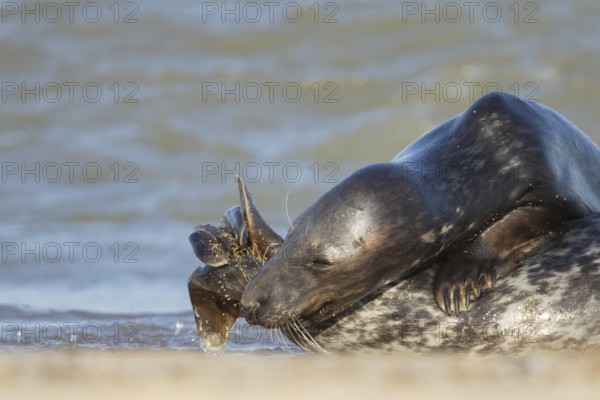 Grey seal (Halichoerus grypus) two adult animals in love courting on a beach, England, United Kingdom, Europe