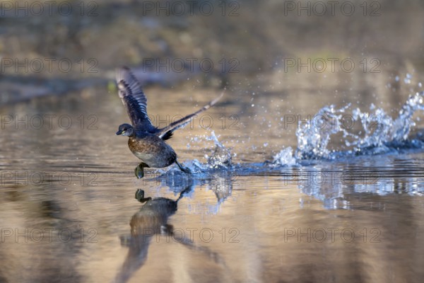 Little grebe (Tachypaptus ruficollis), taking off from the water, Jenbach, Tyrol, Austria, Europe