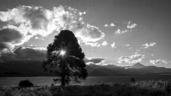 Black and white photograph of a monkey puzzle tree (Araucaria araucana) at the lake Lago Huechulafquen with the volcano Lanin in the backlight, Lanin National Park, Patagonia, Argentina, South America