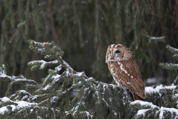 Tawny owl (Strix aluco), Czech Republic, Europe