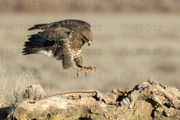 Common Buzzard (Buteo buteo), Castile-La Mancha, Spain, Europe