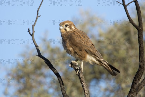 Brown Falcon (Falco berigora) perched on a branch, Queensland, Australia, Oceania