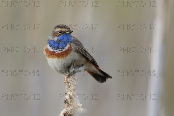 Bluethroat (Luscinia svecica cyanecula) male perched on cattail, Netherlands