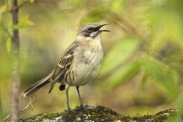 San Cristobal Mockingbird (Mimus melanotis) singing, Galapagos, Ecuador, South America