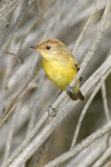 Warbling Doradito (Pseudocolopteryx flaviventris), Santo Domingo, Chile, South America