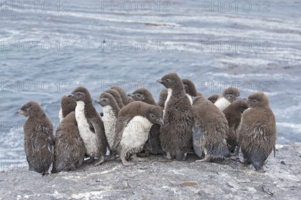 Southern Rockhopper Penguin (Eudyptes chrysocome) group of chicks, Bleaker Island, Falkland Islands, South America