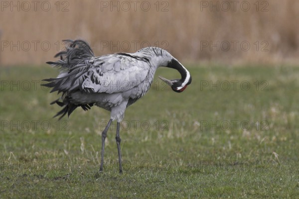 Common Crane (Grus grus), Mecklenburg-Western Pomerania, Germany, Europe