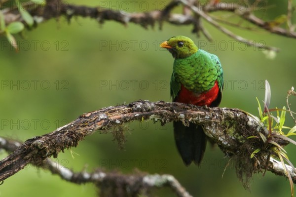 Golden-headed Quetzal (Pharomachrus auriceps) perched on a branch in the Andes Mountains of Colombia