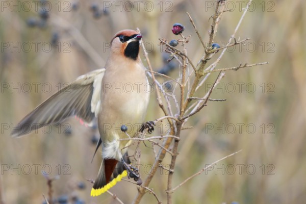 Bohemian Waxwing (Bombycilla garrulus) feeding on berries, North Rhine-Westphalia, Germany, Europe