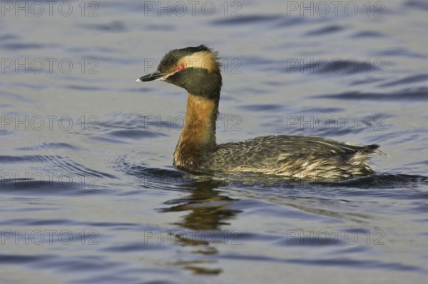 Horned Grebe (Podiceps auritus), California, USA, North America